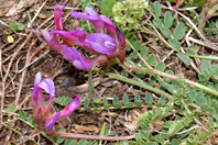 Astragalus monspessulanus